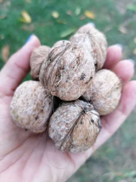 Ceviz İçi Yerli El kırması 1000 gr