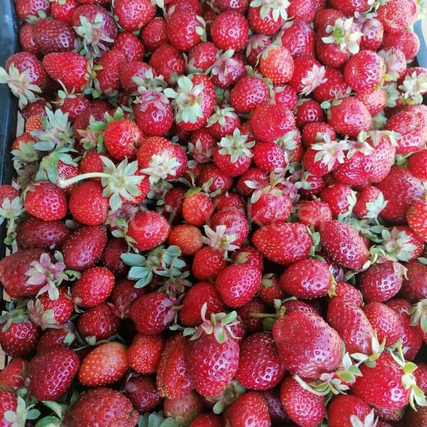 Çilek Kurusu Güneşte Kurutulmuş 1 kg