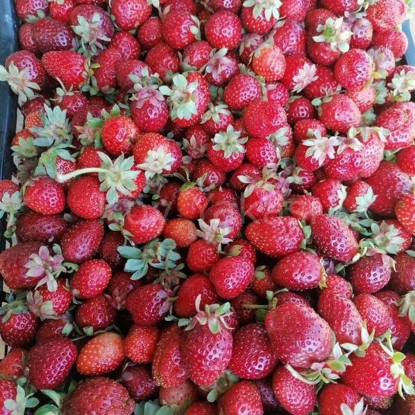 Çilek Kurusu Güneşte Kurutulmuş 1 kg