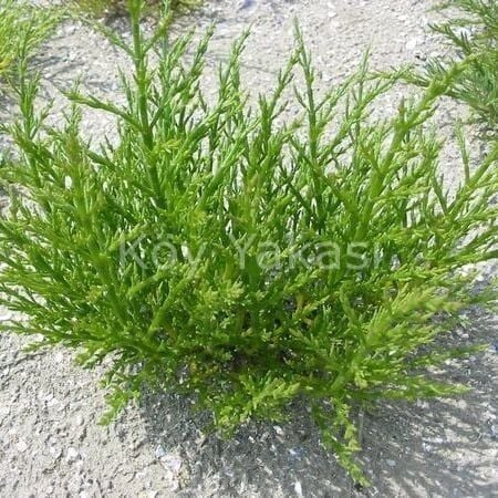 Kullanıma Hazır Salamura Deniz Börülcesi 5 kg