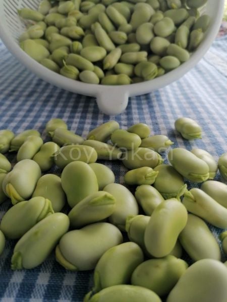 Taze iç Bakla 1 kg