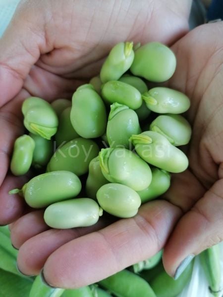Taze iç Bakla 1 kg
