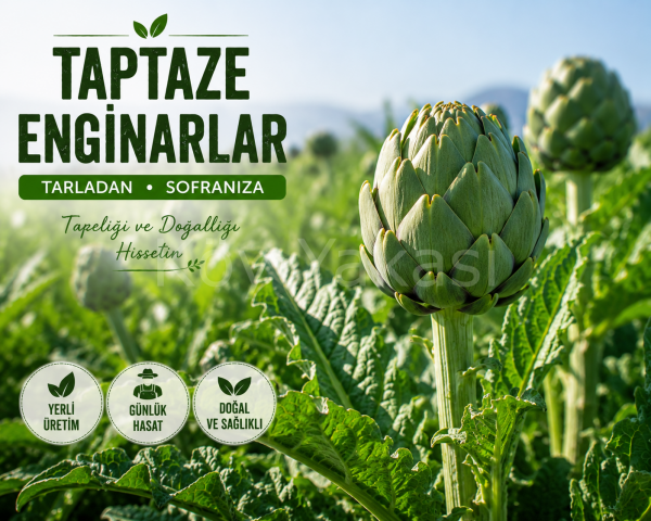 Taze Dolmalık Enginar 10 adet
