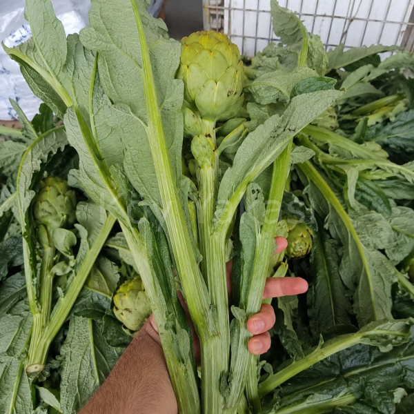 Taze Dolmalık Enginar 10 adet